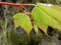 Acer pectinatum