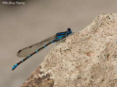 Argia serva