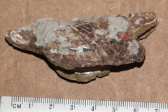 Pteriidae