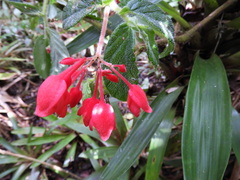 Begonia urticae
