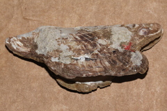 Pteriidae