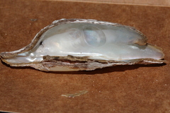 Pteriidae