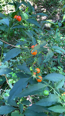 Solanum pseudocapsicum