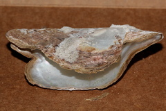 Pteriidae