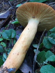Lactarius volemus image