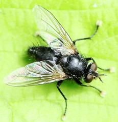 Tachinomyia