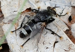 Tachinomyia