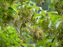 Acer stachyophyllum