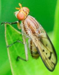 Tetanocera melanostigma
