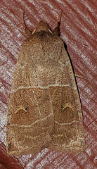 Eupsilia morrisoni