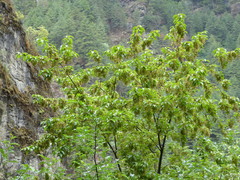 Acer stachyophyllum