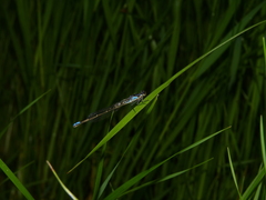 Cyanallagma bonariense