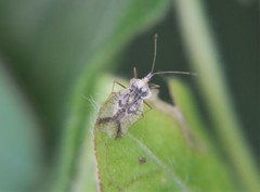 Leptopharsa elata