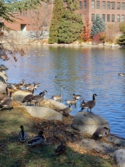 Branta canadensis