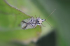 Leptopharsa elata