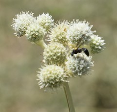 Eryngium elegans
