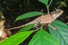 Acanthosaura phuketensis