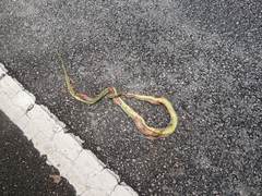 Boiga cyanea