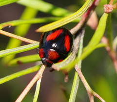 Paropsisterna erudita