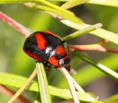 Paropsisterna erudita