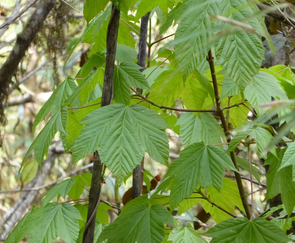 Acer sterculiaceum (Acer sterculiaceum)