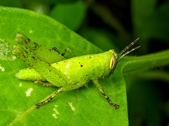 Abracris flavolineata