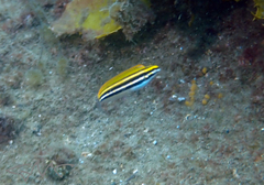 Petroscirtes fallax
