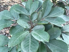 Aglaia rimosa