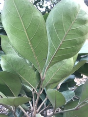Aglaia rimosa