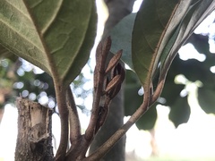 Aglaia rimosa