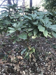 Aglaia rimosa