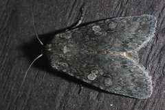 Lithophane laticinerea