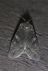 Lithophane laticinerea