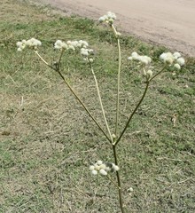 Eryngium elegans