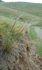 Austrostipa bigeniculata