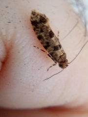 Parochmastis hilderi