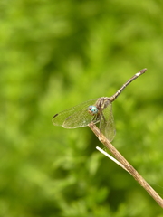 Micrathyria hypodidyma