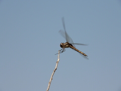Tramea cophysa