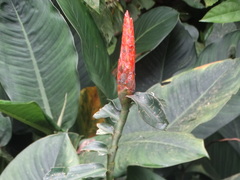 Costus woodsonii