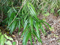 Podocarpus grayae