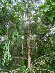 Podocarpus grayae