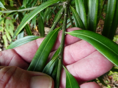 Podocarpus grayae
