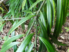 Podocarpus grayae