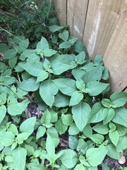 Solanum chenopodioides