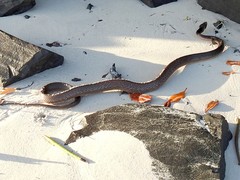 Oxyuranus scutellatus