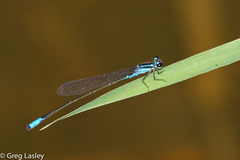 Acanthagrion quadratum