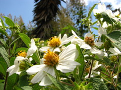 Montanoa leucantha
