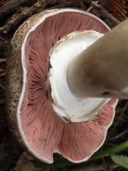 Agaricus moelleri