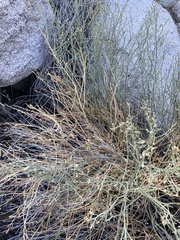 Baccharis sergiloides