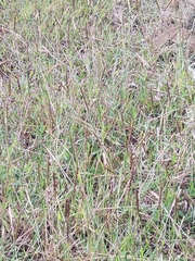 Dichanthium annulatum